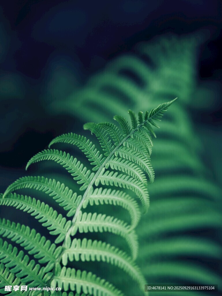 翠绿蕨类叶片特写