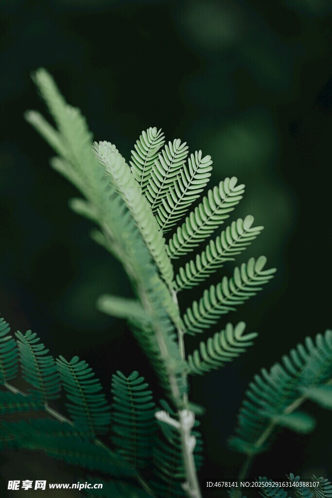 翠绿蕨类植物特写