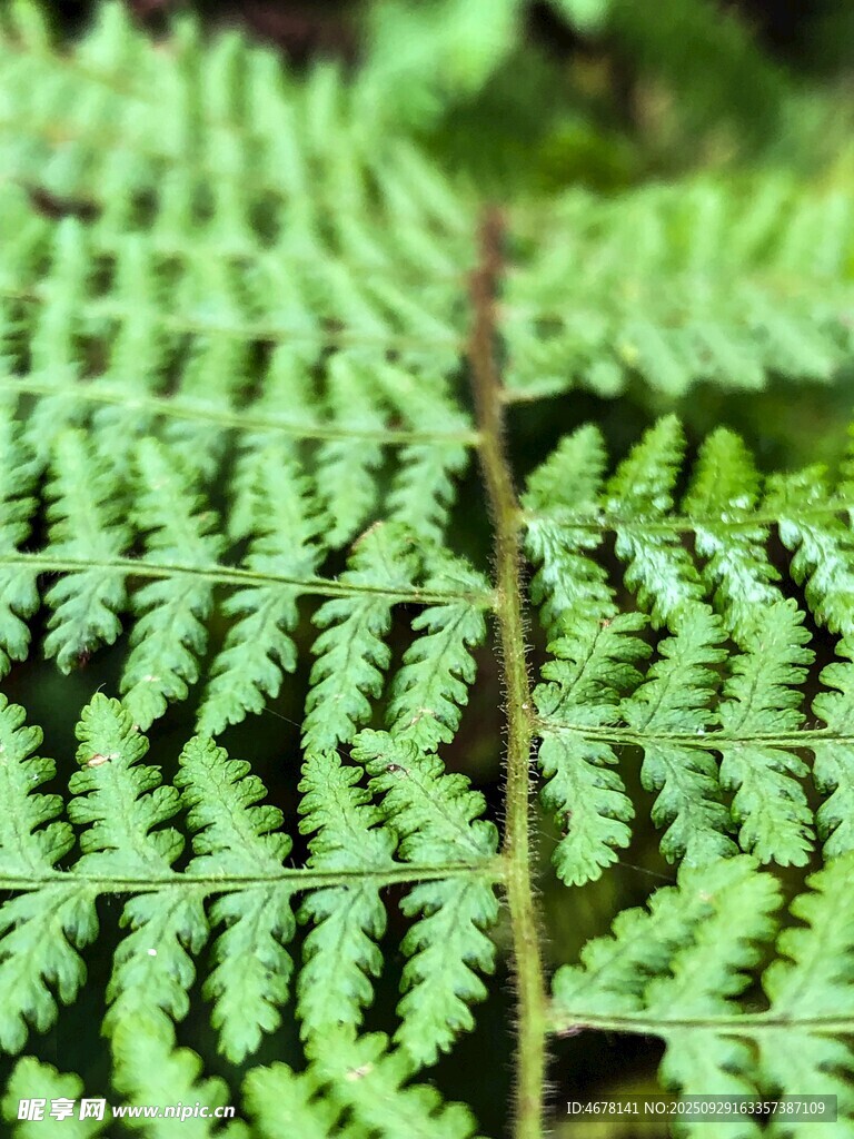翠绿蕨类叶片特写