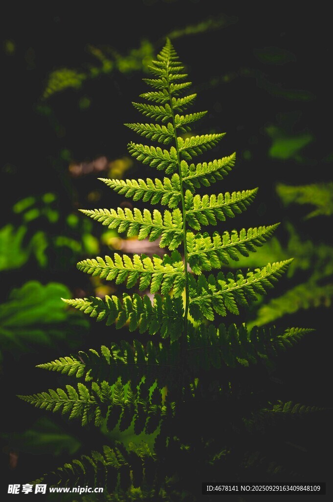 阳光下的翠绿蕨类植物