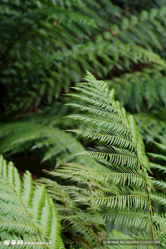翠绿蕨类植物特写