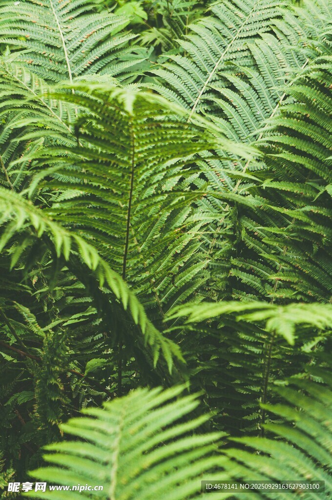 翠绿蕨类植物叶片特写