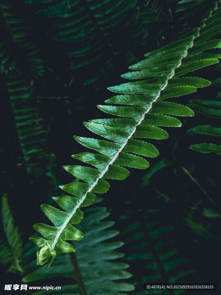 翠绿蕨类叶片特写