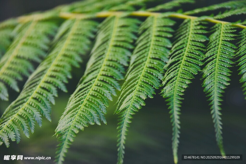 翠绿蕨类植物叶片特写