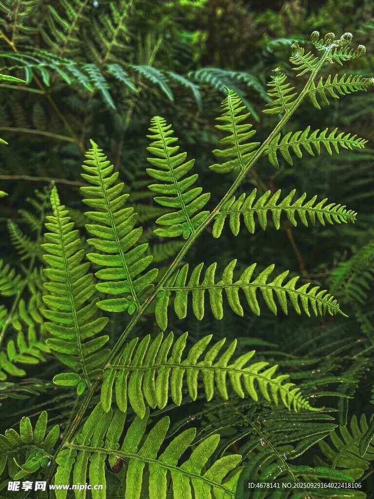 翠绿蕨类植物特写