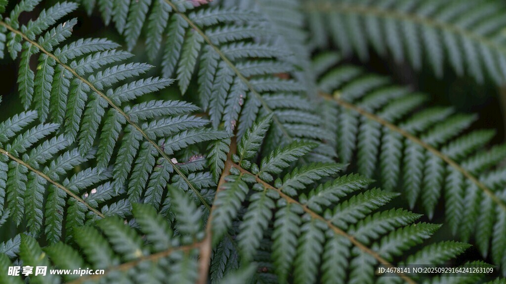 蕨类植物叶片特写