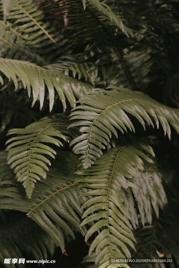 翠绿蕨类植物叶片特写