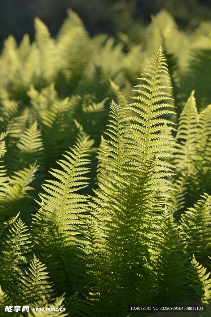 阳光下的翠绿蕨类植物