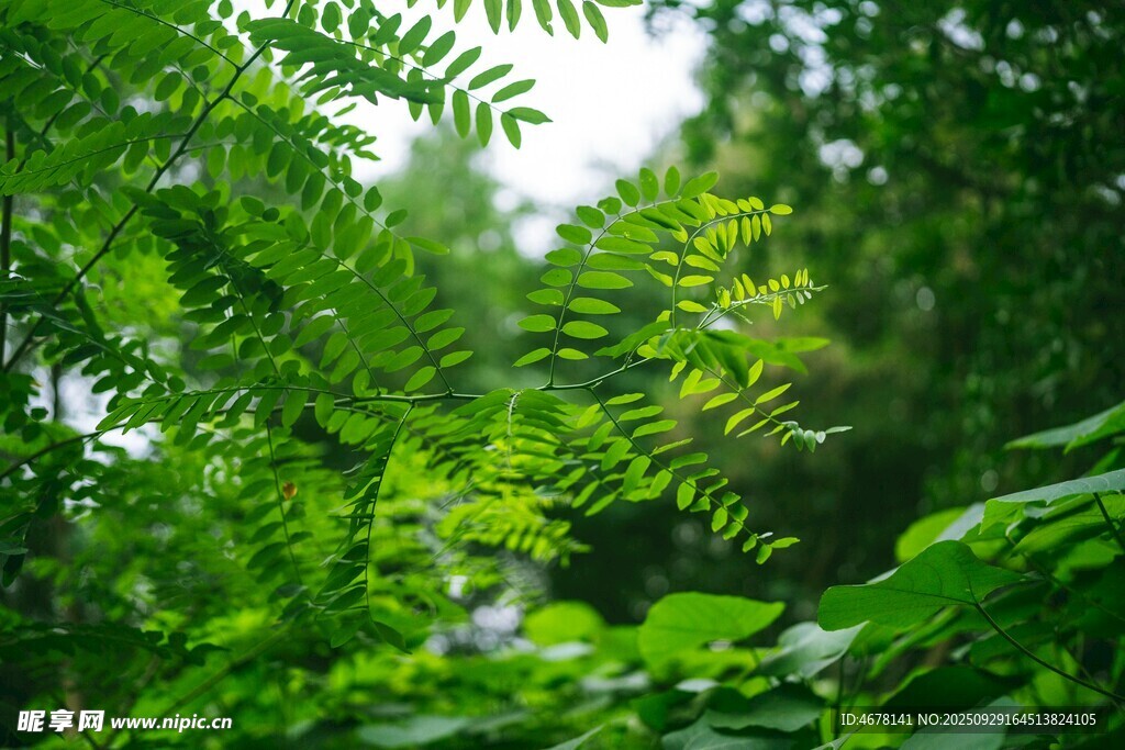 翠绿繁茂的林间植物景象