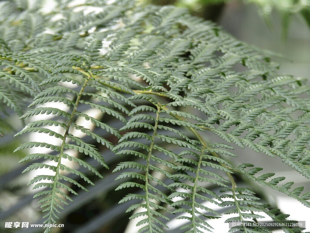 蕨类植物叶片特写