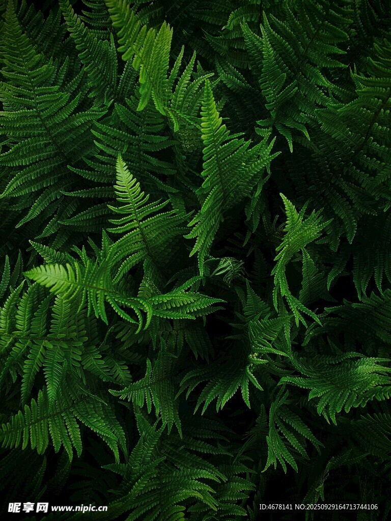 翠绿蕨类植物特写