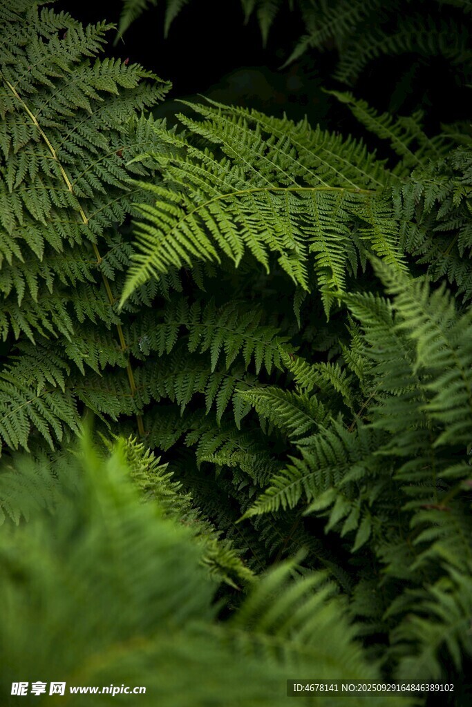 翠绿蕨类植物特写