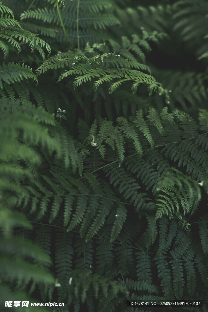 翠绿蕨类植物特写