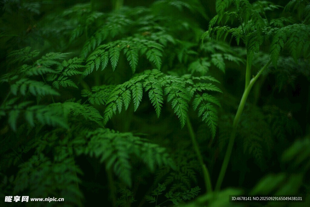翠绿蕨类植物特写