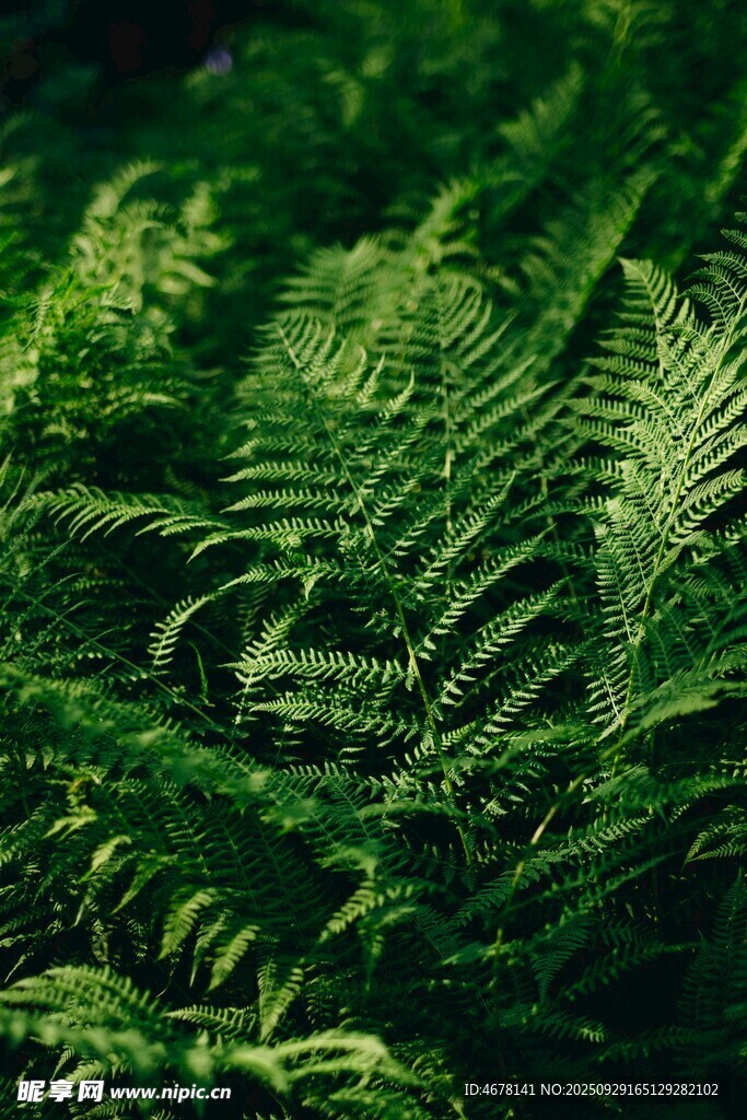 翠绿蕨类植物的自然之美