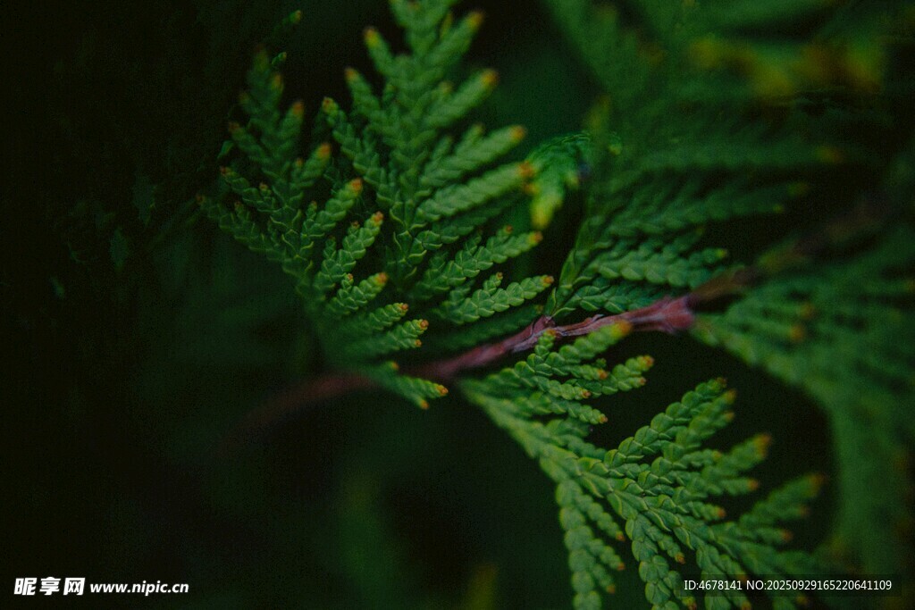 翠绿蕨类植物叶片特写