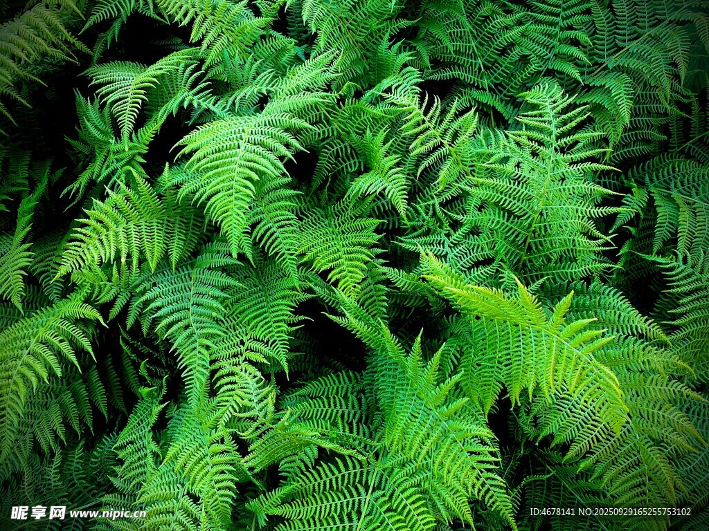 翠绿蕨类植物特写