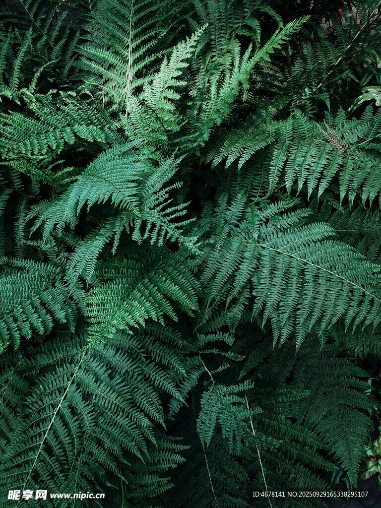 翠绿蕨类植物叶片特写