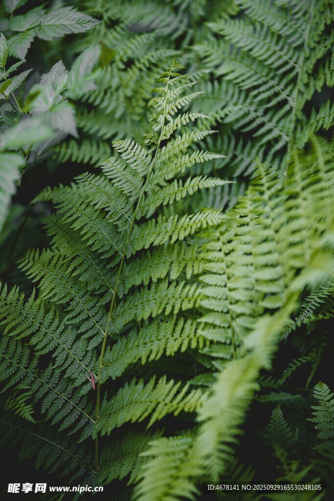 翠绿蕨类植物特写