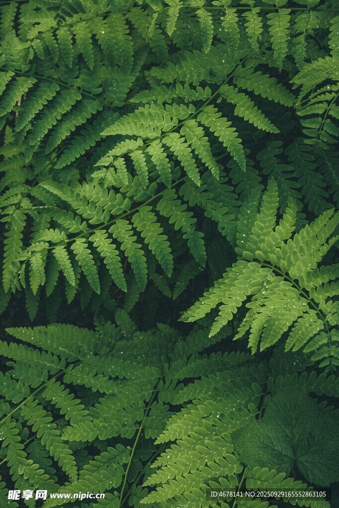 翠绿蕨类植物叶片特写