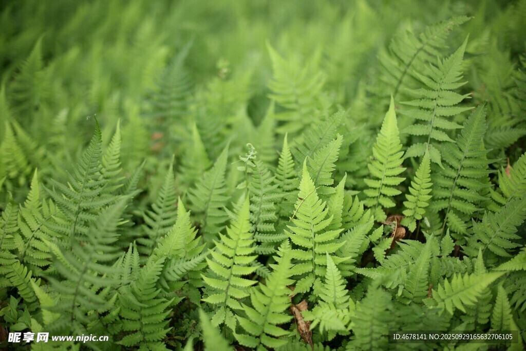翠绿蕨类植物生机盎然