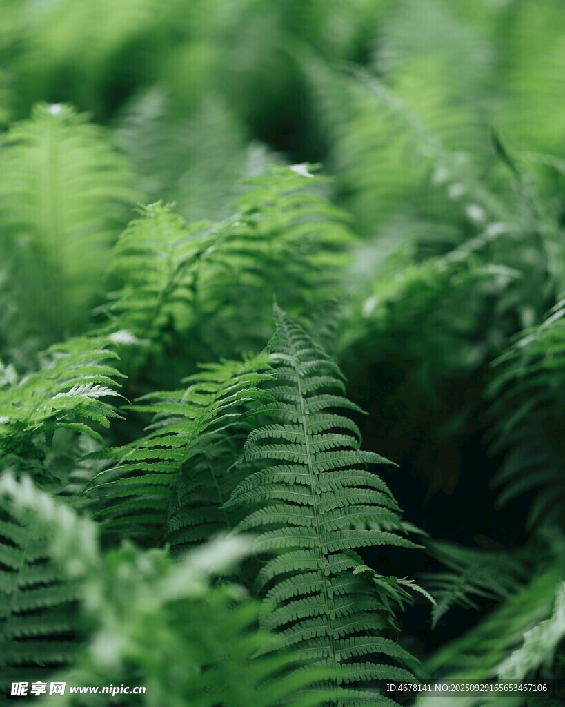 翠绿蕨类植物特写