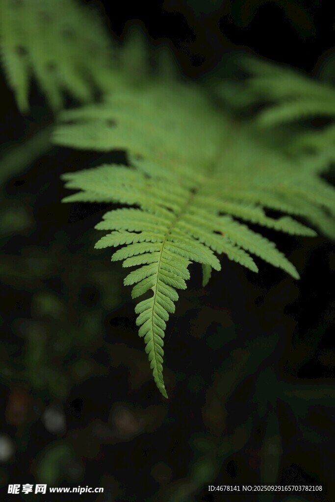 翠绿蕨类叶片特写