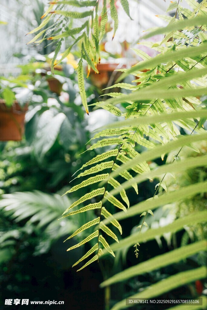 翠绿蕨类植物特写