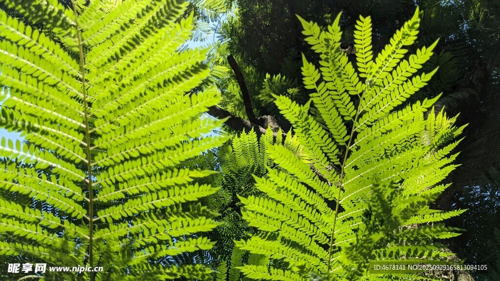 翠绿蕨类植物生机勃勃