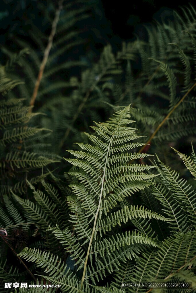 翠绿蕨类植物叶片特写