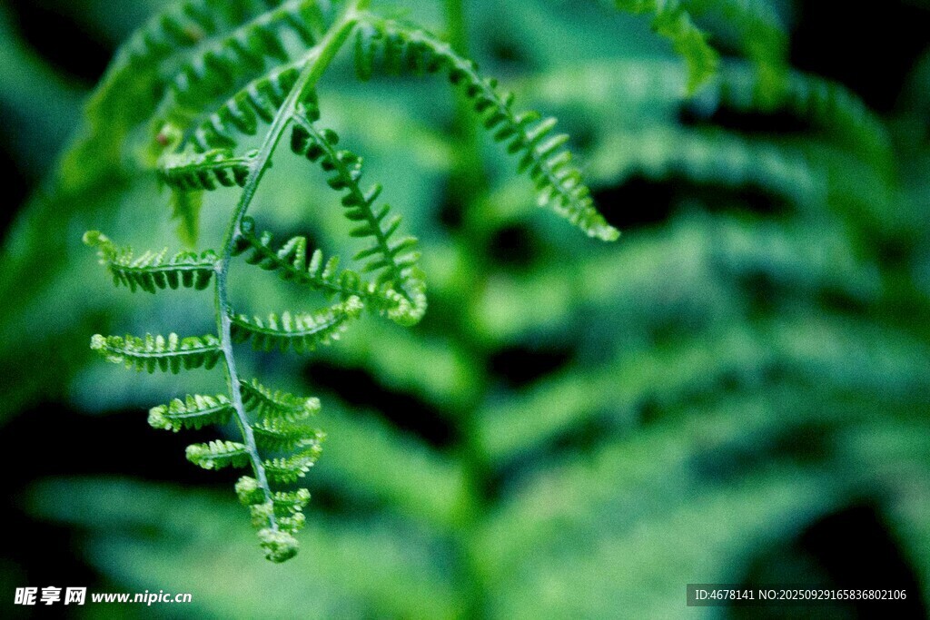 翠绿蕨类植物特写