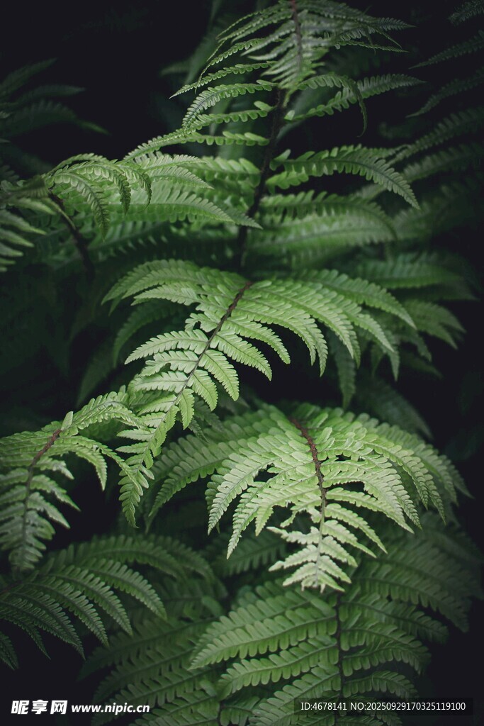 翠绿蕨类植物特写