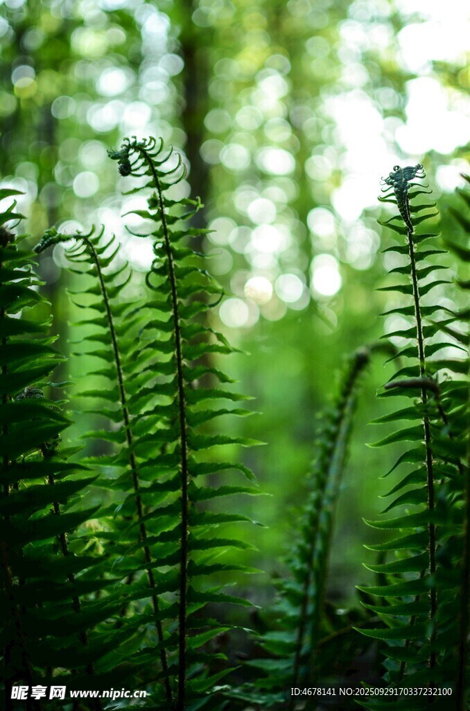 翠绿蕨类植物的自然之美