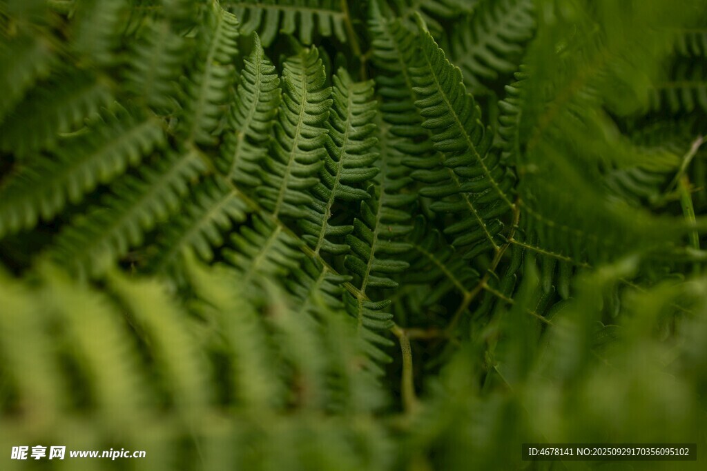 翠绿蕨类植物特写