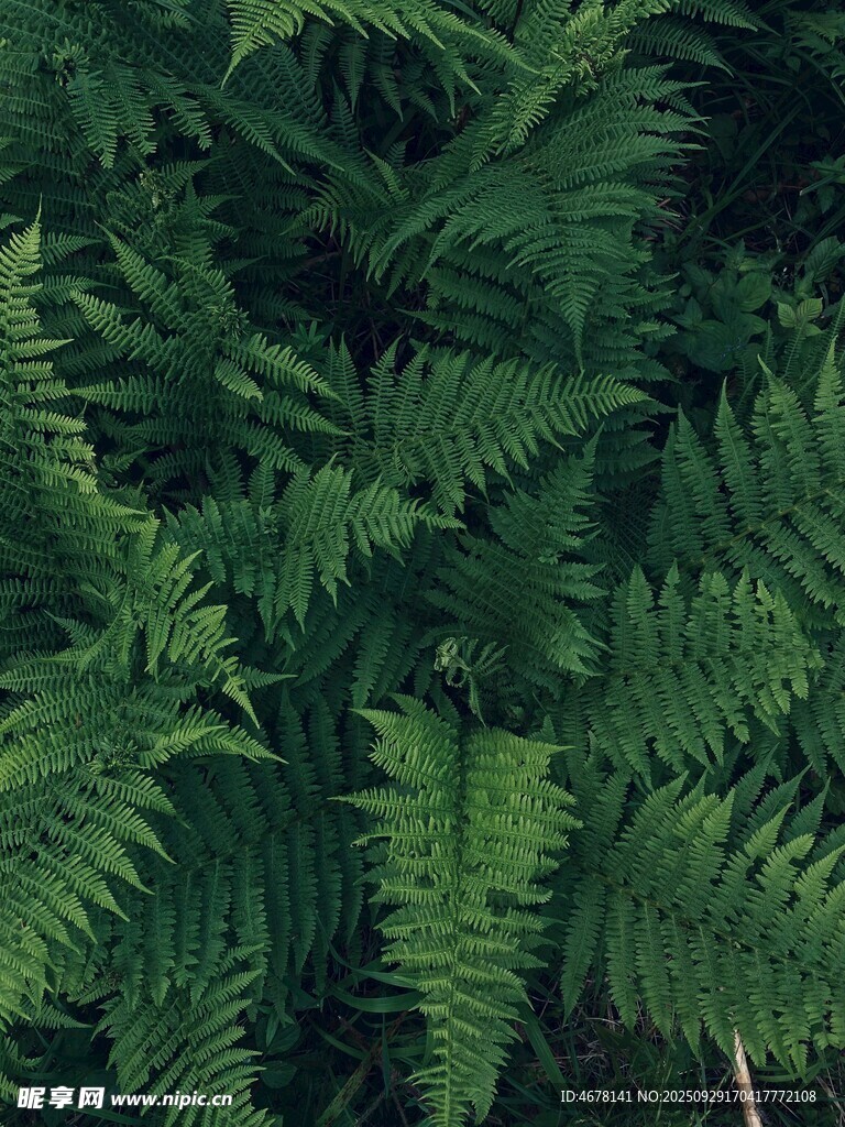茂密蕨类植物特写