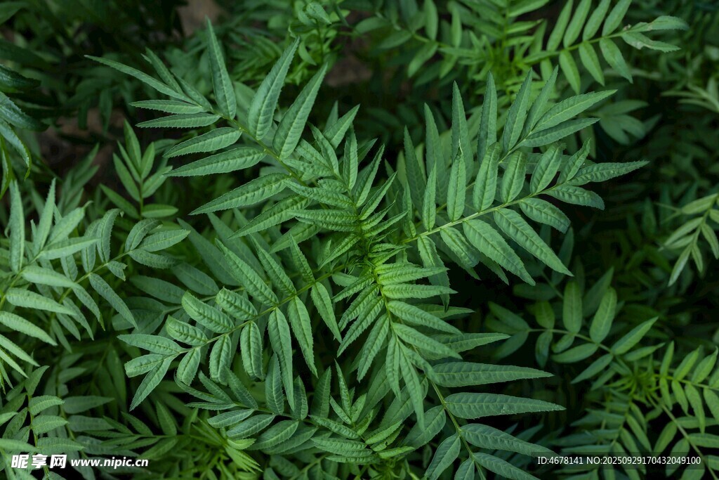 翠绿蕨类植物叶片特写