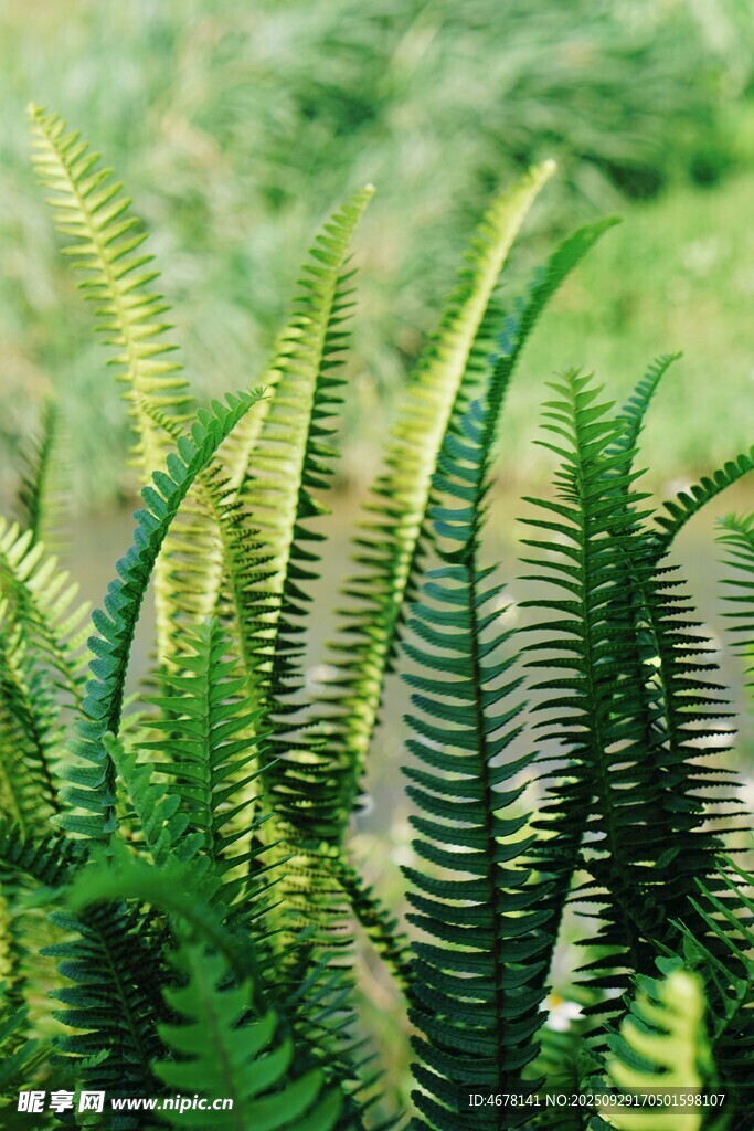 翠绿蕨类植物特写