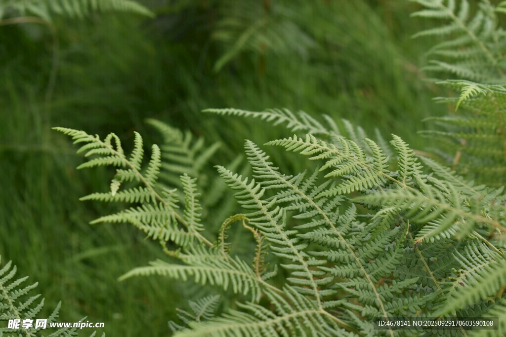 翠绿蕨类植物特写