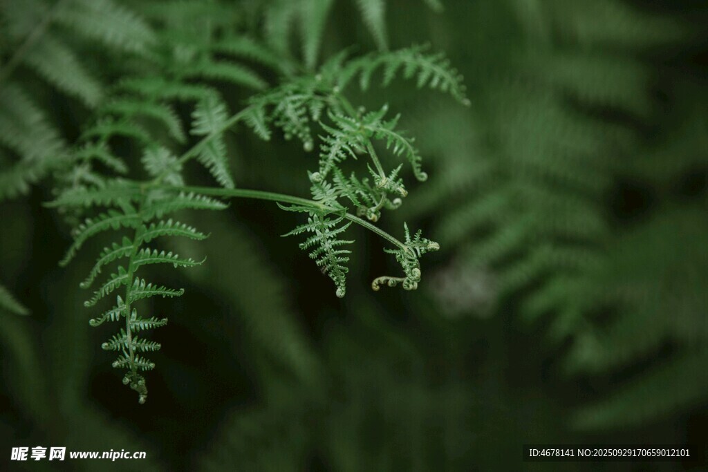 翠绿蕨类植物特写