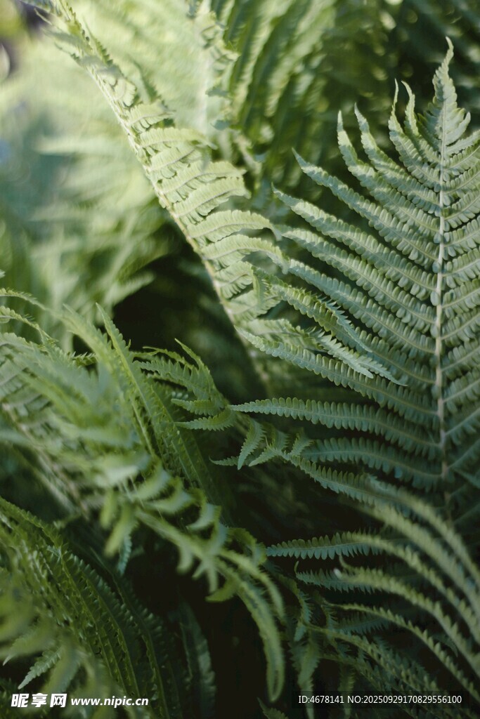 翠绿蕨类植物特写