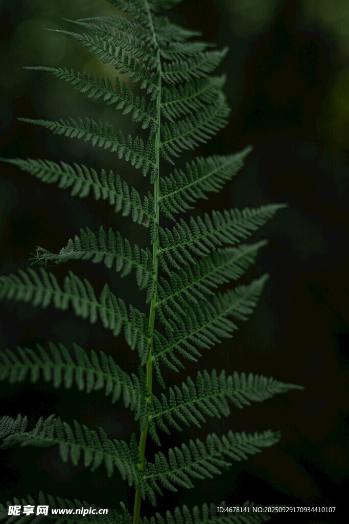 翠绿蕨类植物特写