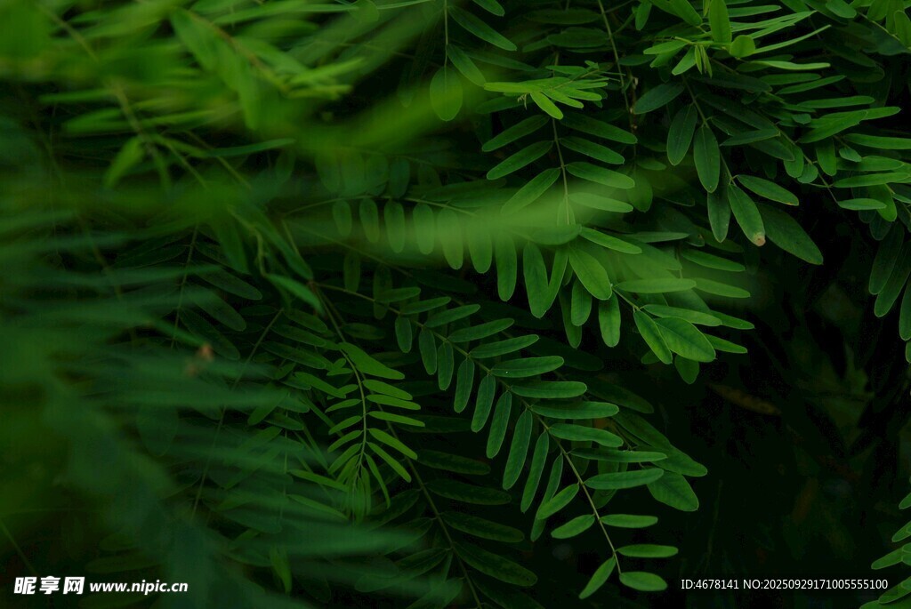 翠绿蕨类植物特写