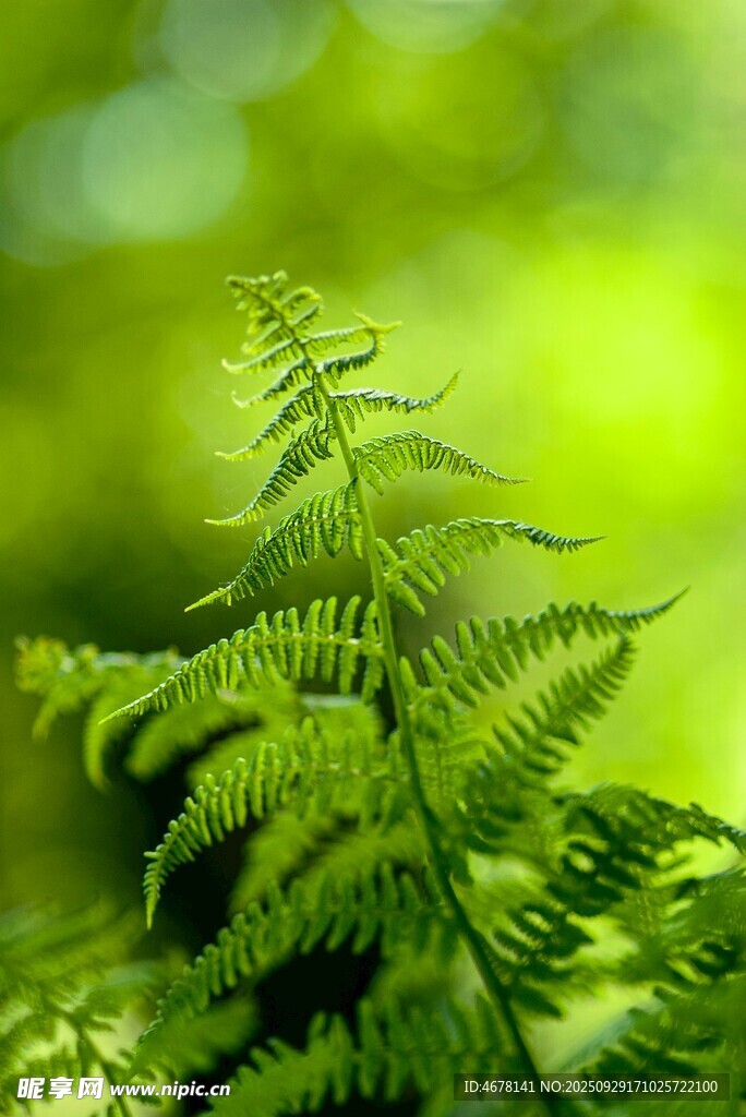 翠绿蕨类植物特写
