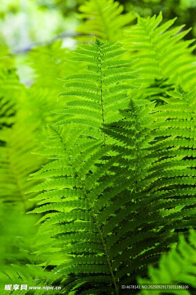 翠绿蕨类植物特写