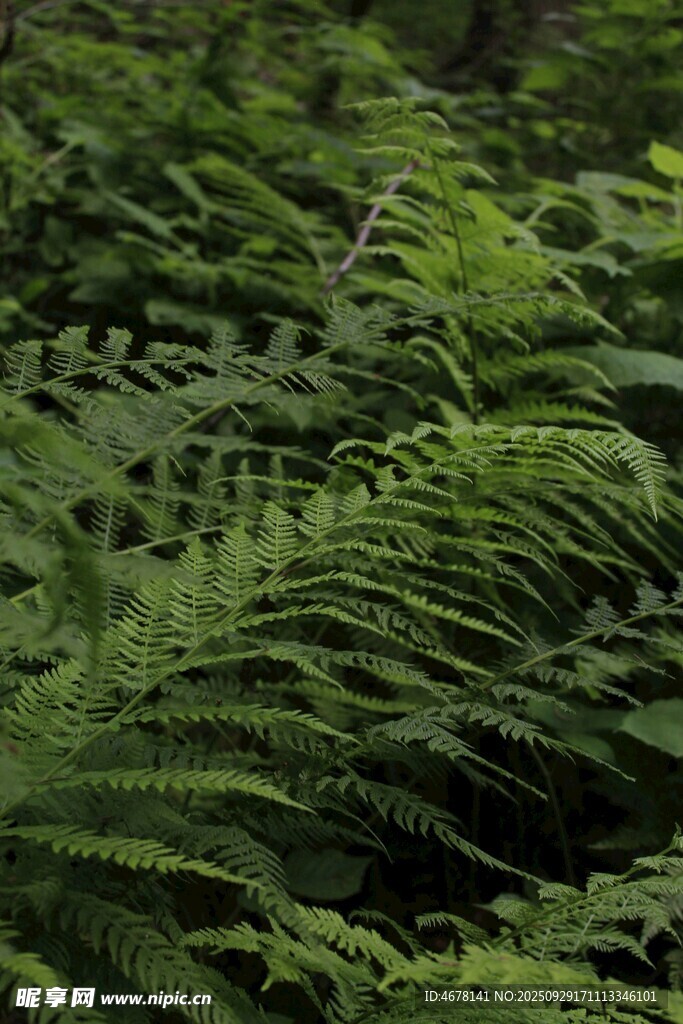 翠绿蕨类植物特写