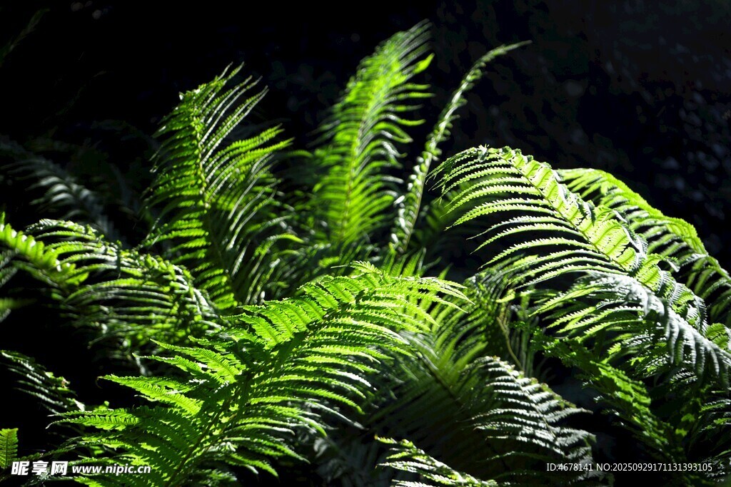 翠绿蕨类植物特写