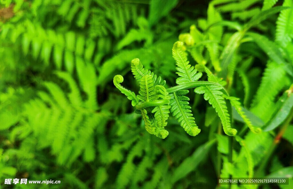 翠绿蕨类植物特写