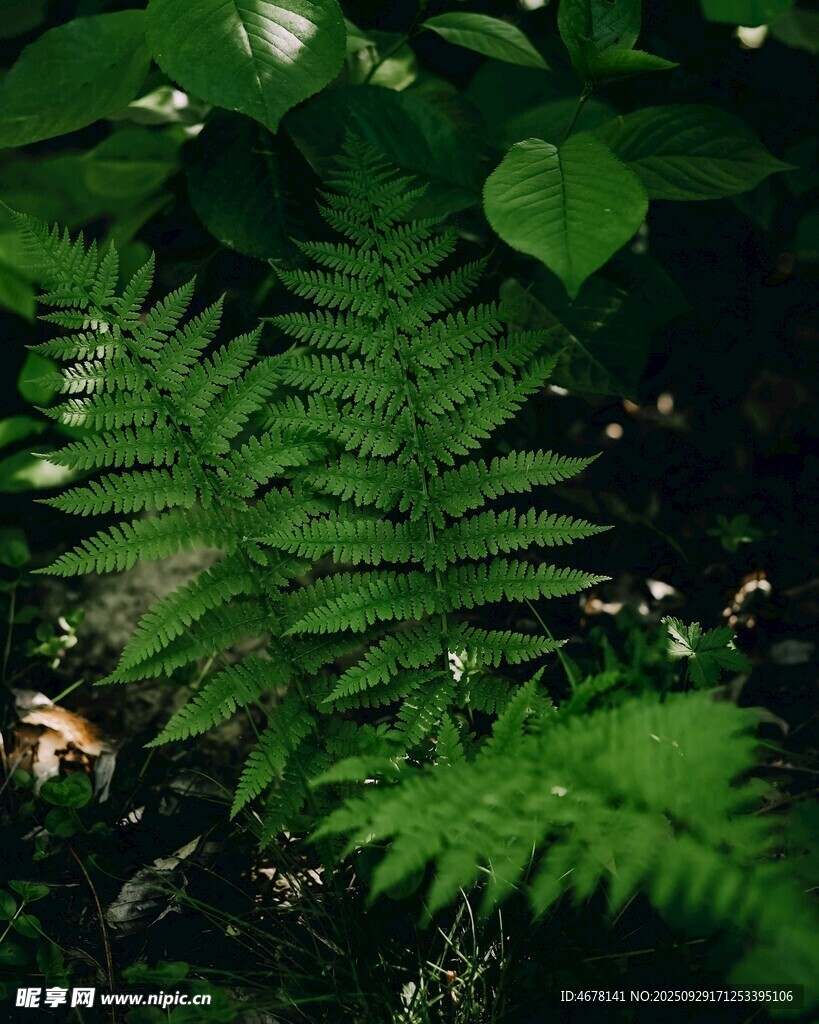 翠绿蕨类植物特写