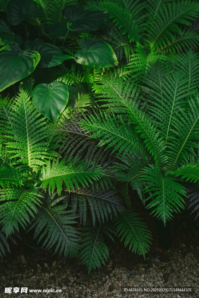 翠绿蕨类植物的自然景致