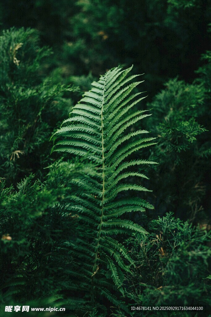 翠绿蕨类植物特写